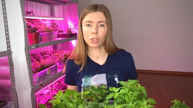ШПАРГАЛКА ПО ВЫРАЩИВАНИЮ РАССАДЫ ПЕТУНИИ. Хлороз, болезни, вредители, подкормки смотреть онлайн