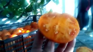 помидор сорт Граф орлов