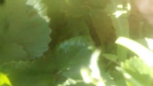 Ремонтантная клубника Крапо10 шикарный сорт