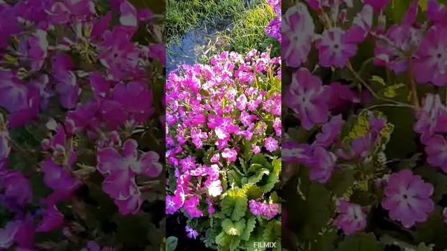 Примула Зибольда смотреть онлайн