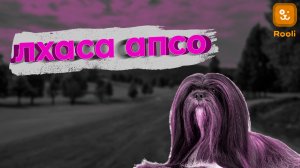 Ласа Апсо: Загадочные Четвероногие Хранители Тибетских Традиций