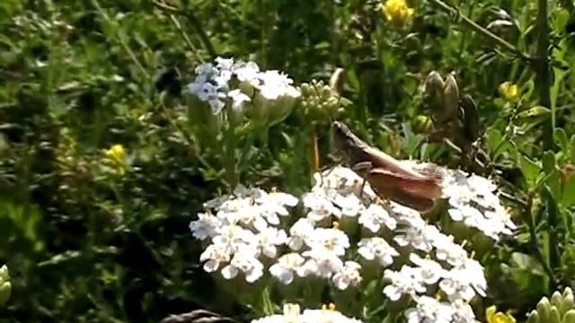 Стрекочущая кобылка. смотреть онлайн