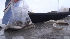 Рыбалка по первому льду / Сахалин . Отличный клев.