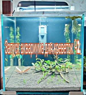 Запуск аквариума для креветок Ч2