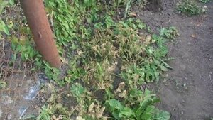 Какие сидераты сеять летом׃ например, когда освобождаются площади?