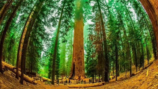 Sequoia National Forest - Nikon d810 смотреть онлайн