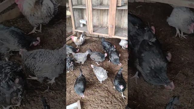 Простые радости деревни.Мой антистресс.