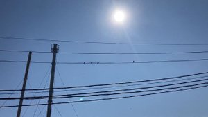 Ласточки щебечут