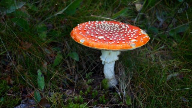 мы сегодня будем исследовать захватывающий мир грибов! 🌿🔍#mushroom #forest #nature