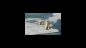 Аида Ведищева - Где - то на белом свете, там где всегда мороз