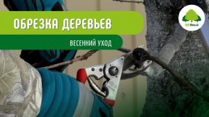 Обрезка деревьев Весенний уход