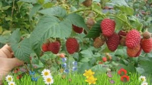 Малина ремонтантная Брусвяна ? Обзор: посадка и уход. саженцы малины: описание и особенности