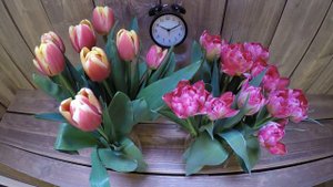 Byfod Time Lapse Tulip Flash Point and Leen v.d Mark