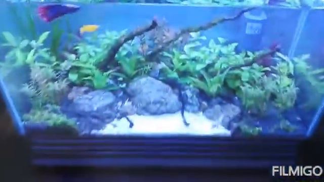 Concave Composition 19 Liters
Low Tech Planted Tank смотреть онлайн