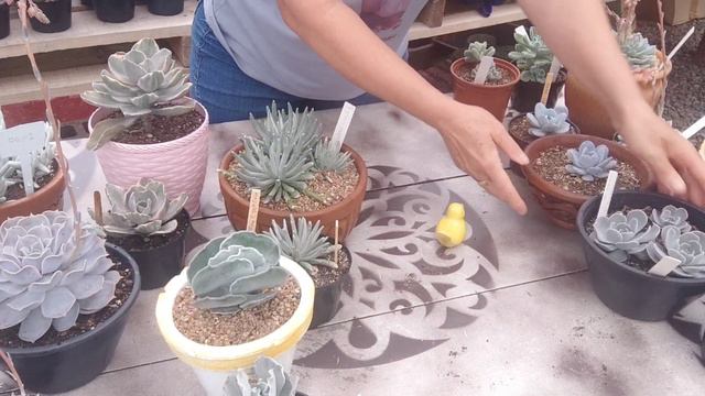 As Suculentas branquinhas que são o sonho de muitas viciadas смотреть онлайн