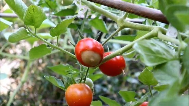 Solanum chrysotrichum albero dei pomodori ???? Grafted tomatoes Solanum chrysotrichum смотреть онлайн