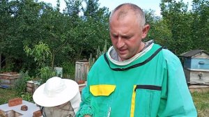 Дальневосточные пчелы на нашей пасеке 2023г