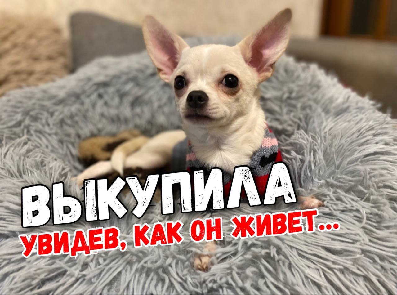 Выкупила Чихуахуа инвалида из жалости