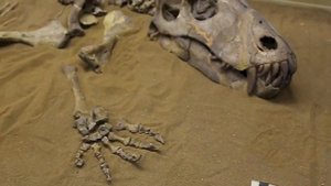 Москва: палеонтологический музей / Dinosaurs in Moscow