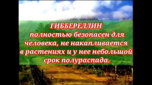 Гиббереллин: определение, функция, структура и использование. Применение гиббереллина на винограде.