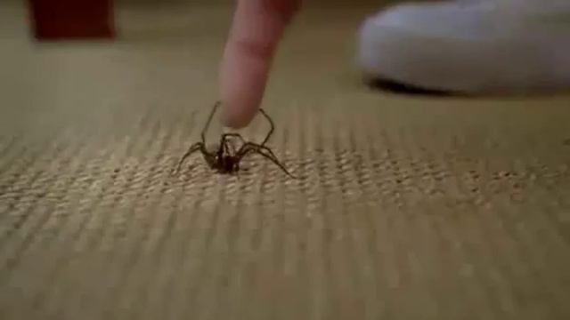 Паук против мужа 360 смотреть онлайн