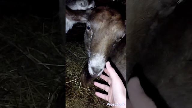 У нас в хозяйстве всё больше и больше .А ты знаешь сколько у нас козлят напиши в комментариях смотреть онлайн