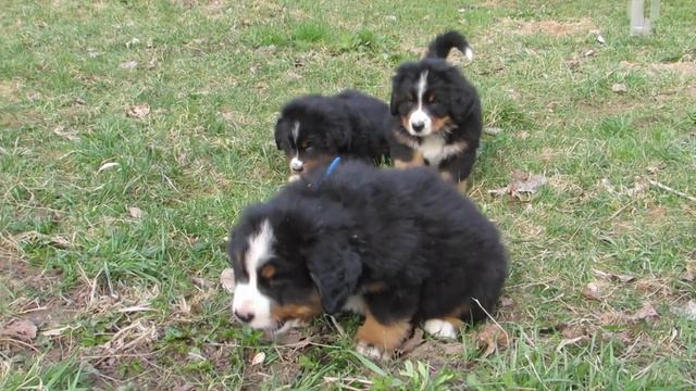 Krasa Belarusi Litter Z (Maglod-Falvi Bingo x Fire dance Duok labas) смотреть онлайн