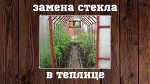 ЗАМЕНА СТЕКЛА В ТЕПЛИЦЕ