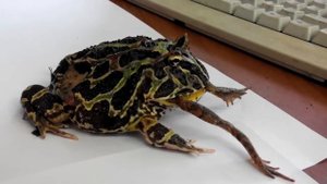 Лягушка ест лягушку