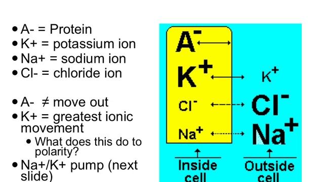 C Neurons Synapses RestP1 смотреть онлайн