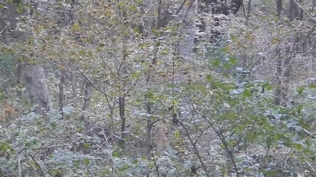 Реальные кабаны на Русском смотреть онлайн