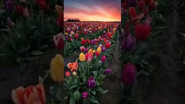 С добрым утром, с прекрасным днём и мира вам друзья за окном !