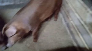 Опоросилоась свиноматка Дюрок вторым опоросом. Обзор  поросят. продолжаем строить клетки для свиней