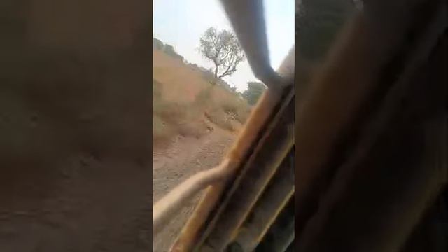 train morning jarni video