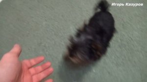 Йоркширский терьер мини лает