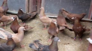 Baki Goyercinleri  Бакинские Голуби Baku Pigeons Ruslan_Sahin 2021