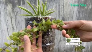 Ý tưởng trồng cây trong chai nhựa | Planting flowers in plastic bottles