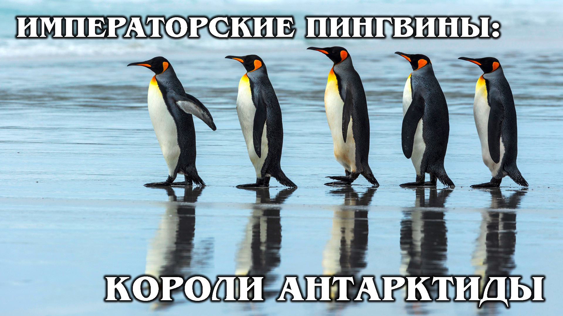 ИМПЕРАТОРСКИЙ ПИНГВИН: Самый большой в мире пингвин | Интересные факты про пингвинов и Антарктиду