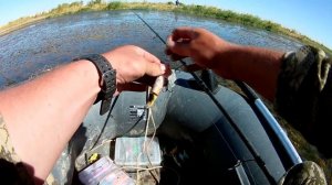 Ловля змееголова осенью в траве на спиннинг.