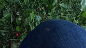 Защита от комаров в лесу. Старое средство от комаров