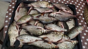 Итоги рыбалки на Вазузском водохранилище.2.08.22