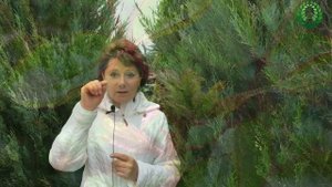 Почему появляются слепые побеги у Роз? Помощь молодым розам. Шикарные сирени.