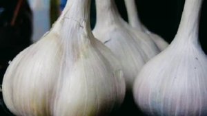 Секрет хранения озимого чеснока до мая, головки твердые и сочные!