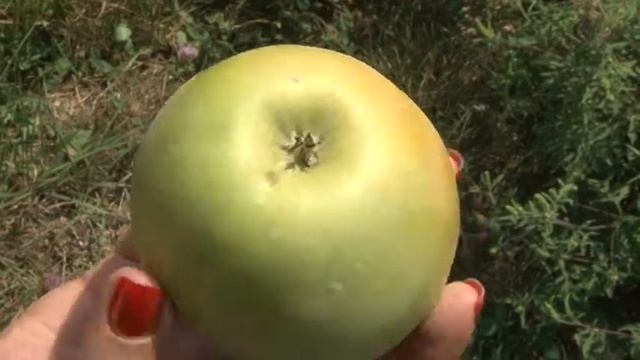 Аграрии в совхозе "Новомихайловское" смотреть онлайн