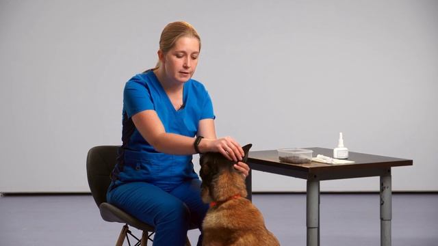 Как приучить собаку к промыванию ушей и ушным каплям. Лечение отита. смотреть онлайн