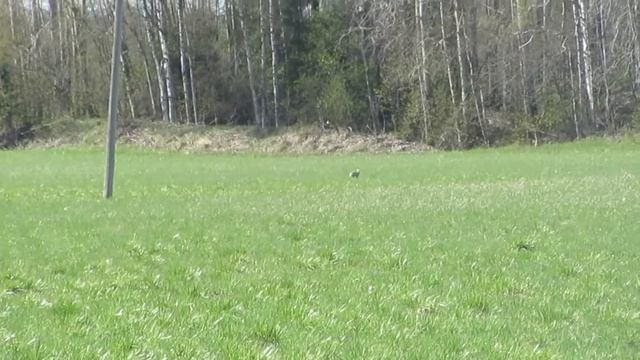 Заяц в поле смотреть онлайн