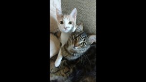 Гибель кошки. Опасность пластикового окна для кошек. Нелепая смерть. Народу от котов