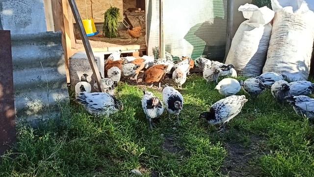 Лакеныельдер##Форверк##В моем хозяйстве смотреть онлайн