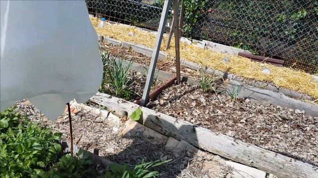 35.#Выращиваниеспаржи #Спаржавоткрытомгрунте #Мелиса #Мята #Горошек #Ревень смотреть онлайн