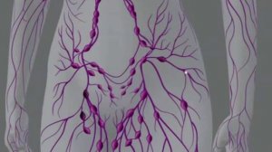 ***Лимфатическая Система Человека***|***Limfaticheskaja Sistema***